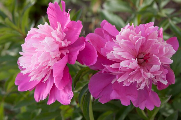 写真 開花中の自然の美しいピンクの牡丹