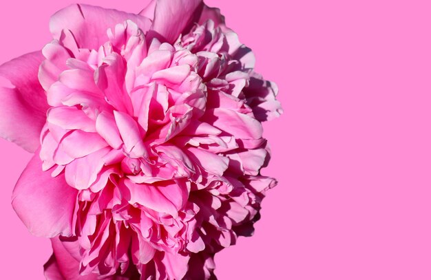 beautiful pink peony isolated on pink background Intersection Pink Derby with copy space for text