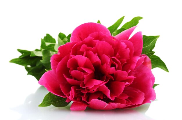 Beautiful pink peony isolated on white