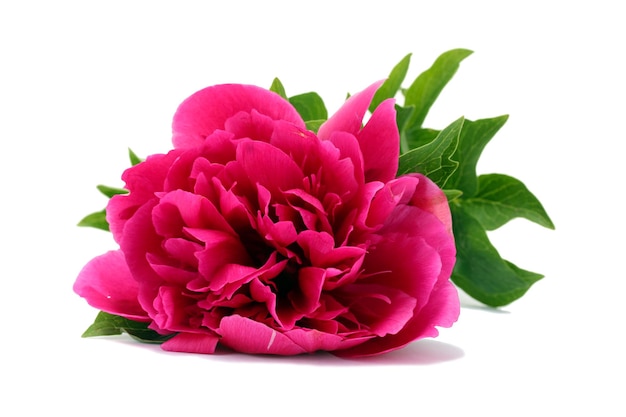 Beautiful pink peony isolated on white