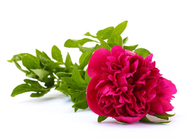 Beautiful pink peony isolated on white