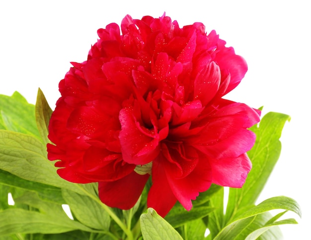 Beautiful pink peony, isolated on white