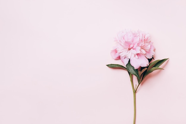 Bella peonia rosa su sfondo di carta sfondo floreale primaverile o estivo posa piatta minima