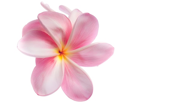 Photo beautiful pink plumeria rubra flower isolated on white background generative ai
