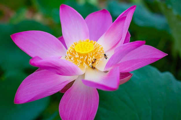 Beautiful pink pollen lotus flower insect bee flies with pollen in the lake, pure pink lotus flower green leaf.