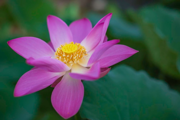 美しいピンクの花粉蓮の花昆虫蜂が湖で花粉と一緒に飛ぶ