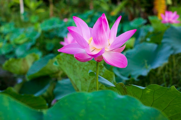 湖の緑の葉に美しいピンクの花粉蓮の花