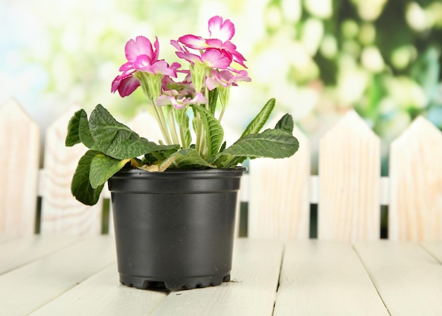 Beautiful pink primula in flowerpot on wooden table on green background