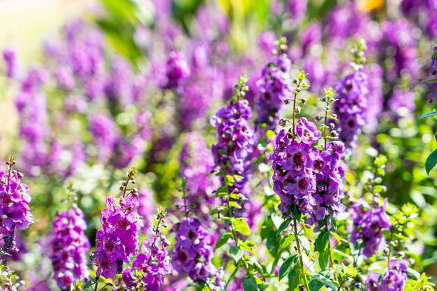 beautiful pink and purple flower