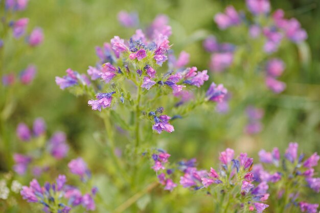 Beautiful pink purple flowers in closeup