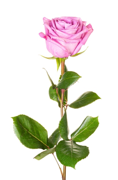 Beautiful pink purple rose with long stem isolated on white background.