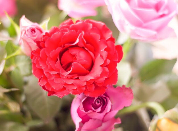 Beautiful pink and red in a basket.