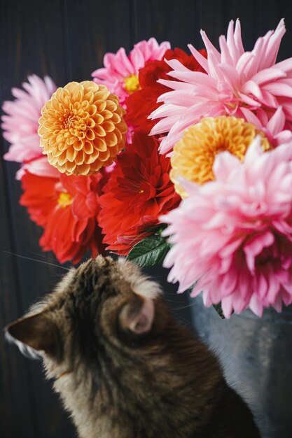 Foto bellissime dalie rosa e rosse in secchio di metallo e simpatici fiori profumati di gatto su sfondo rustico