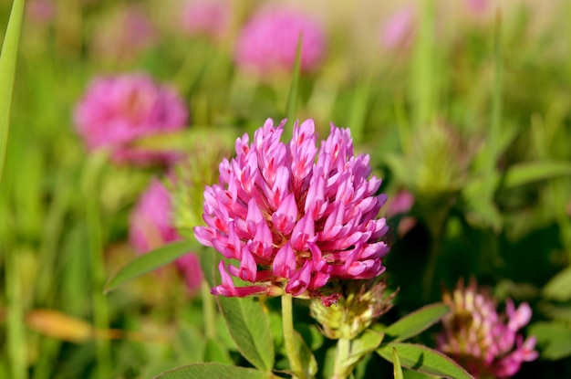 庭の美しいピンクの赤い牧草地のクローバーの花のクローズアップ