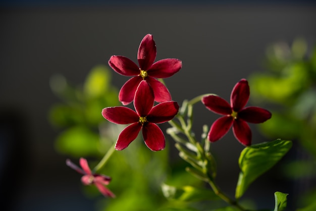 Beautiful pink and red Rangoon Creeper flowers in garden outdoor