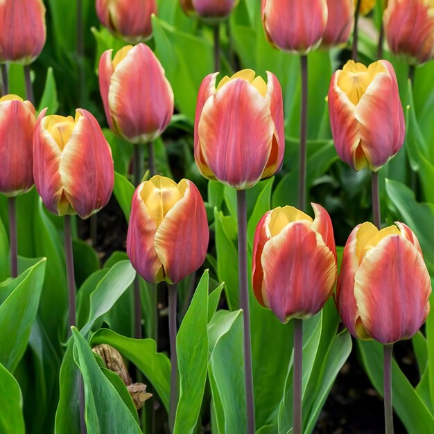 庭の美しいピンクと赤のチューリップの花