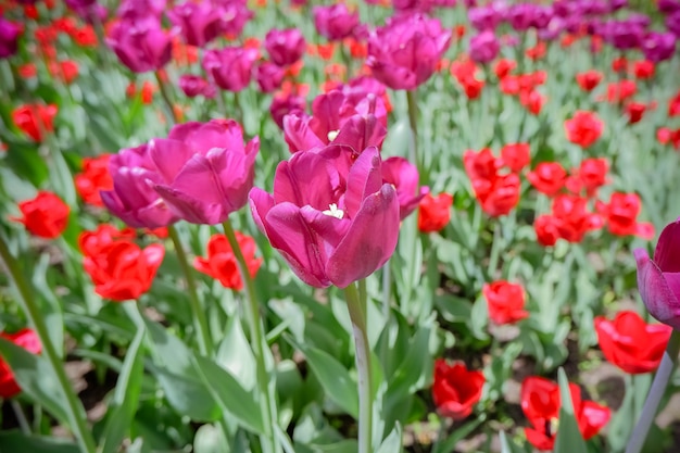 Beautiful pink and red tulips in the garden