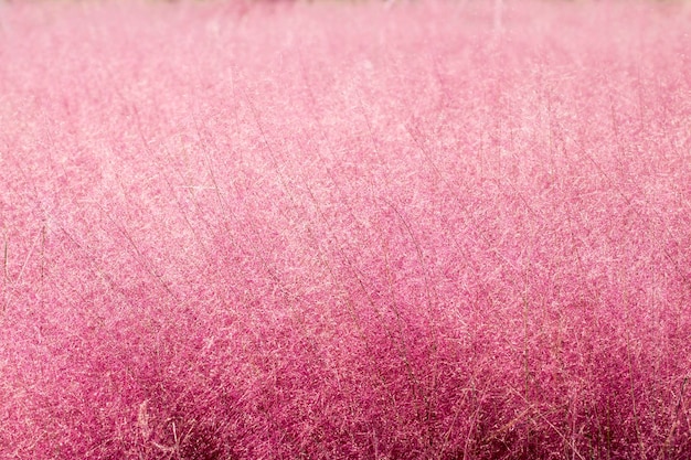 beautiful pink reeds