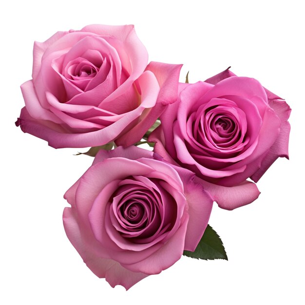 beautiful pink roes on white background