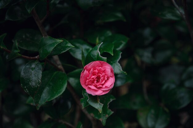 Beautiful pink rose on a background of green foliage