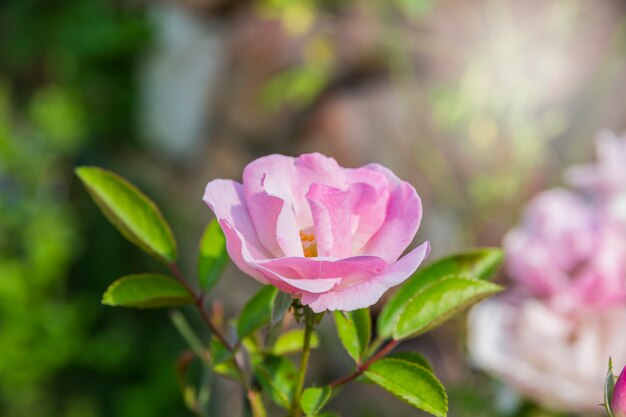 Beautiful pink rose  bloom 