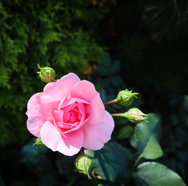 정원에 새싹이 있는 아름다운 분홍색 장미 보니카