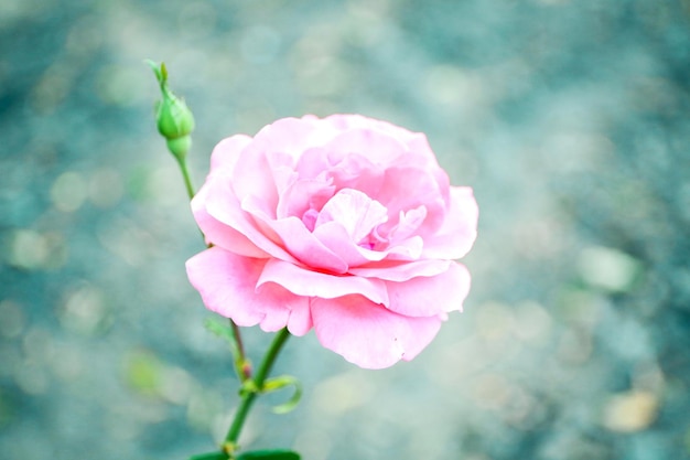 Beautiful pink rose close up