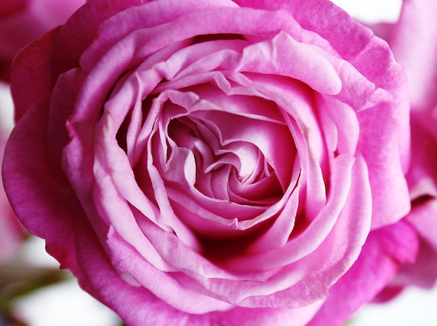 Beautiful pink rose closeup