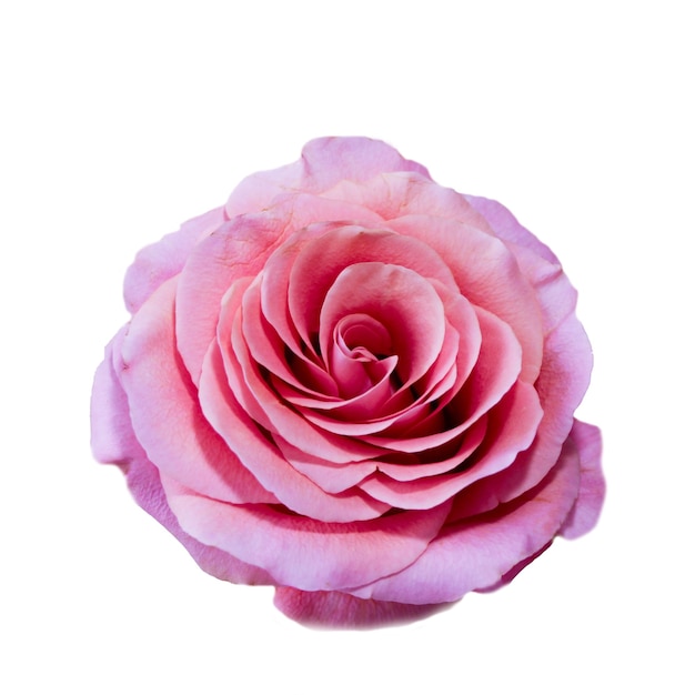 Beautiful pink rose flower isolated