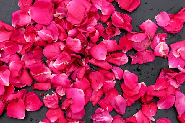 Beautiful pink rose flower petals on dark background