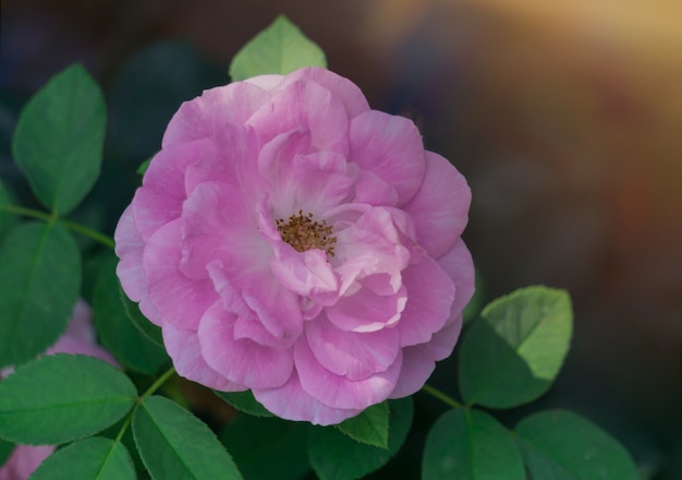 Foto bellissimo fiore rosa rosa sul sole