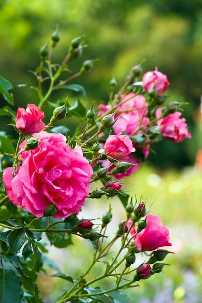 Beautiful pink rose flower