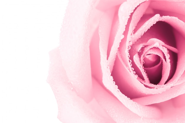 아름 다운 핑크 장미 꽃