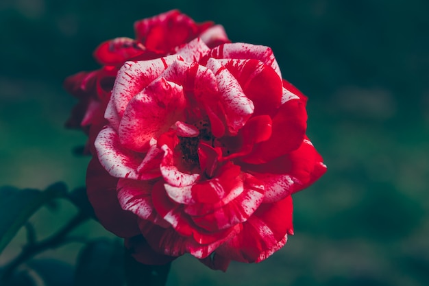 Foto bei fiori della rosa di rosa nell'ora legale. contesto di fioritura del giardino o del parco della molla floreale naturale ispiratrice. progettazione di arte retrò vintage fiore di bellezza.