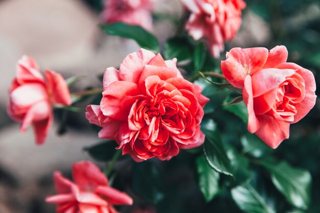 Bei fiori della rosa di rosa nell'ora legale. contesto di fioritura del giardino o del parco della molla floreale naturale ispiratrice. progettazione di arte retrò vintage fiore di bellezza.