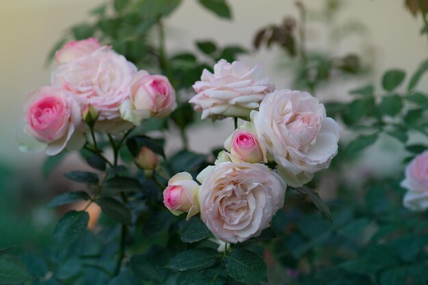 庭に咲く美しいピンクのバラ咲く夏の装飾花