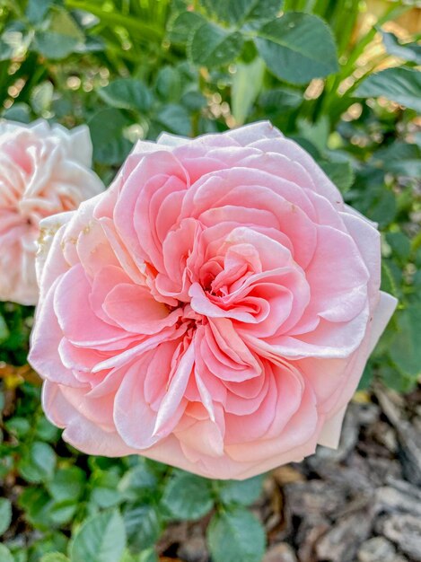 Photo beautiful pink rose in the garden closeup of a flower