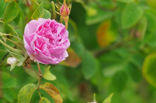 Beautiful pink rose in the garden