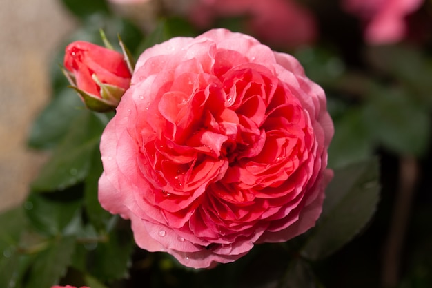 Красивая розовая роза в саду