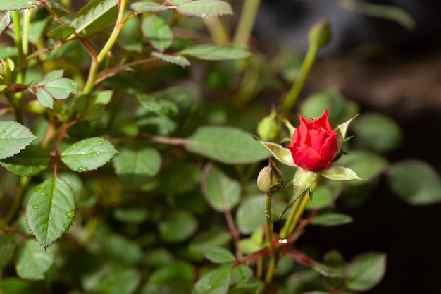 Beautiful pink rose in a garden