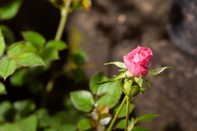 Foto bella rosa rosa in un giardino