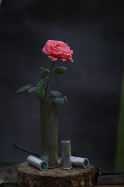 Photo beautiful pink rose in a gun shell as a vase on dark background