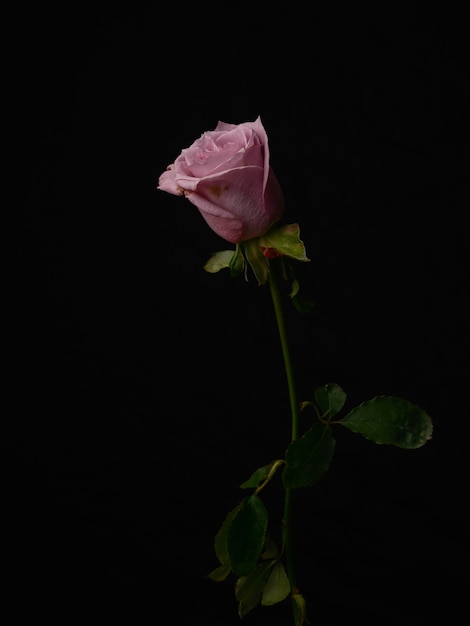 黒の背景に分離された美しいピンクのバラ