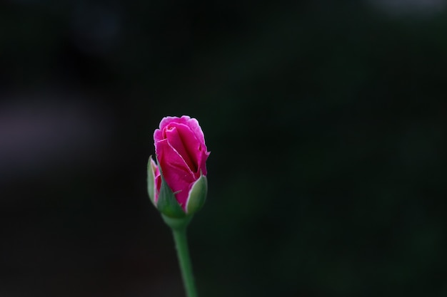 写真 黒に分離された美しいピンクのバラ