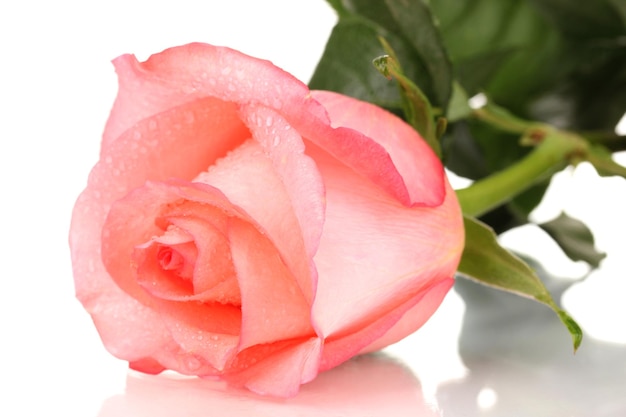 Красивая розовая роза, изолированные на белом фоне