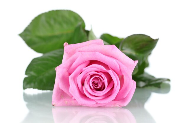 Beautiful pink rose isolated on white