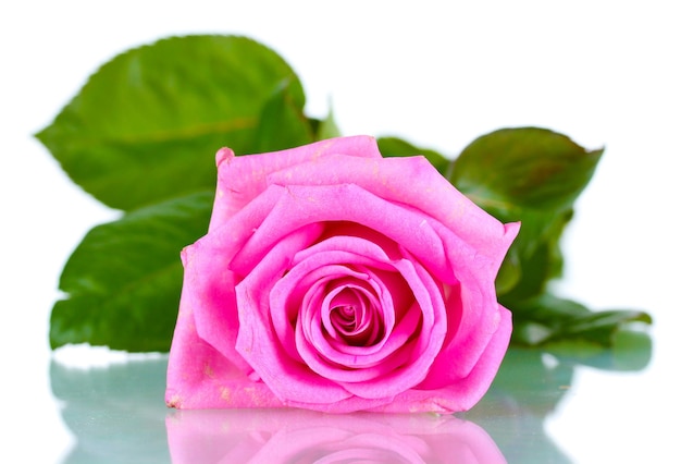 Photo beautiful pink rose isolated on white