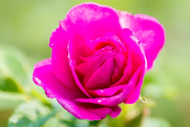 Beautiful pink rose macro. Soft focus.