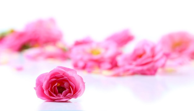 Beautiful pink rose petals isolated on white