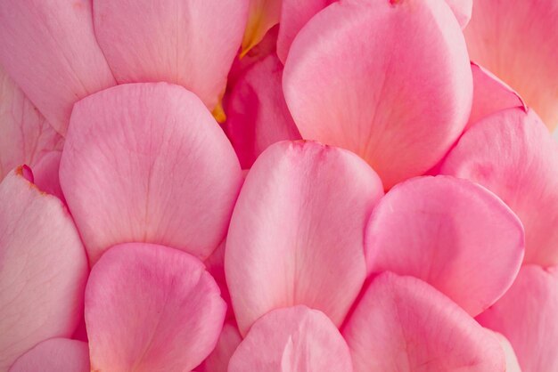 Beautiful pink rose petals for valentines day background top view